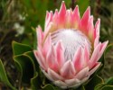 Protea Cynariode